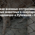 Российские военные отстреливают бездомных животных в оккупированных Северскодонецке и Рубежном – ОВА