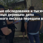 Фейковые обследования и тысячи срубленных деревьев: дело Славянского лесхоза передали в суд